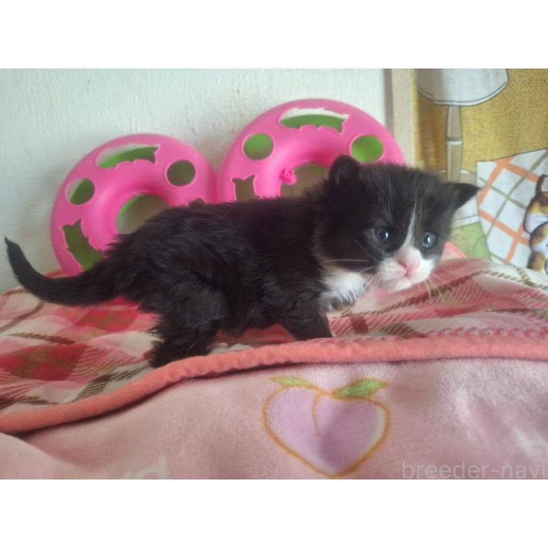 販売中の京都府のメインクーン-139725の6枚目