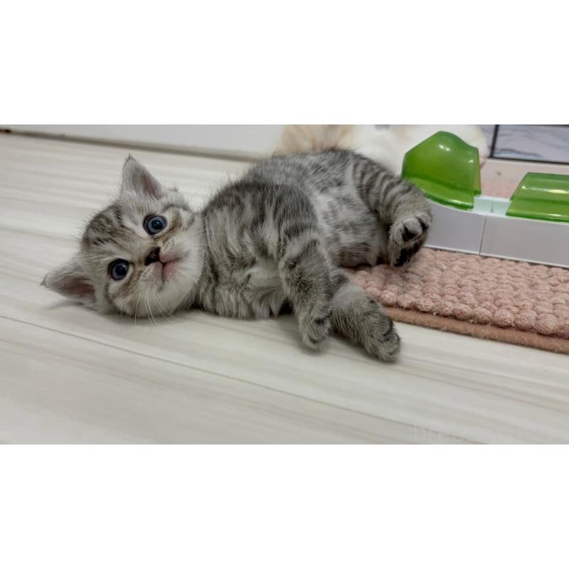 販売中の福岡県のマンチカン-140017の7枚目