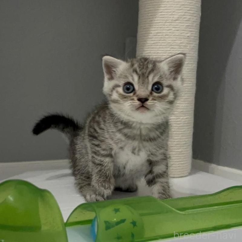 販売中の福岡県のマンチカン-140017の6枚目