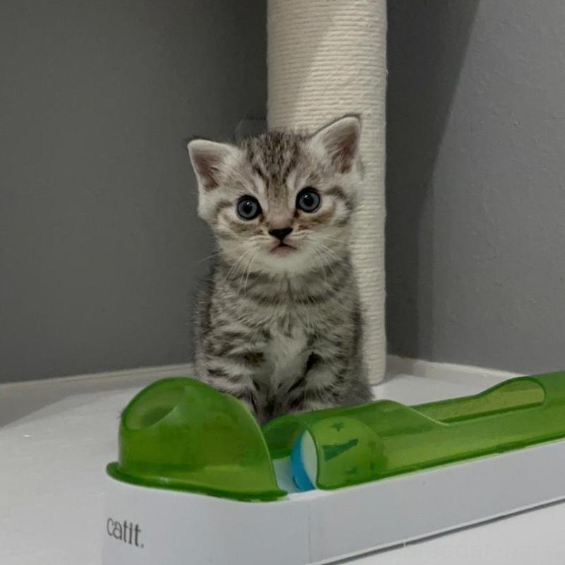 販売中の福岡県のマンチカン-140017の5枚目