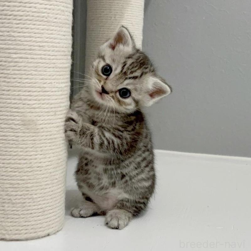 販売中の福岡県のマンチカン-140017