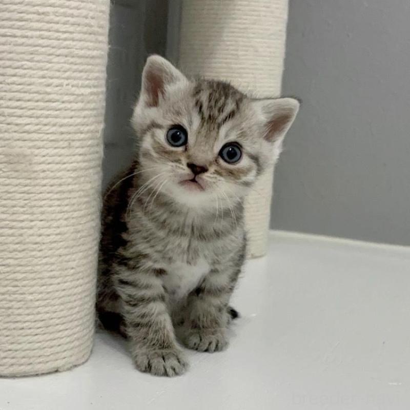 販売中の福岡県のマンチカン-140017の4枚目