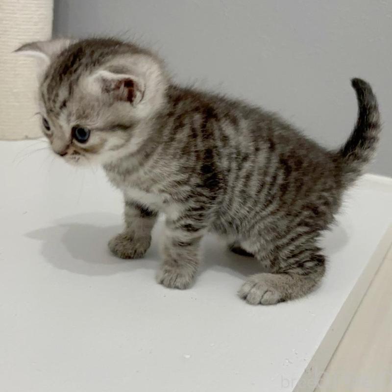 販売中の福岡県のマンチカン-140017の3枚目