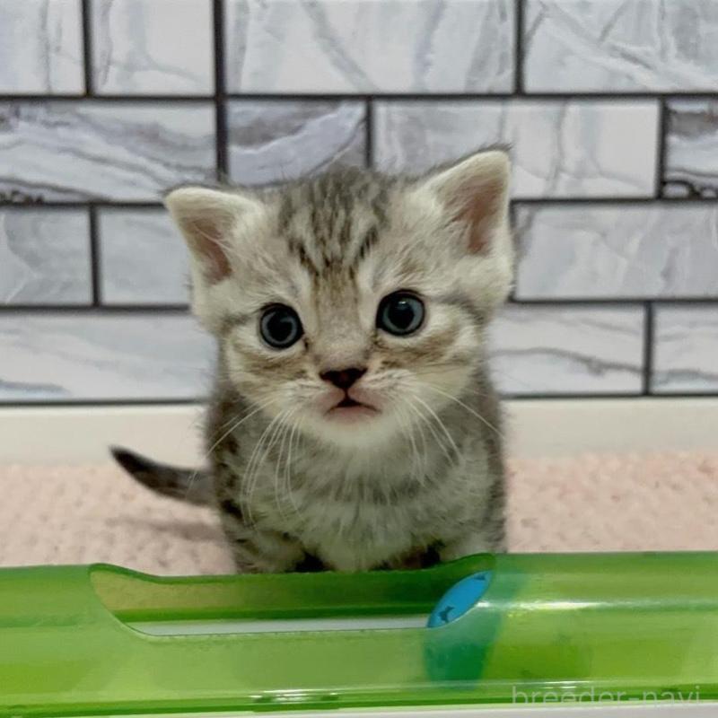 販売中の福岡県のマンチカン-140017の2枚目