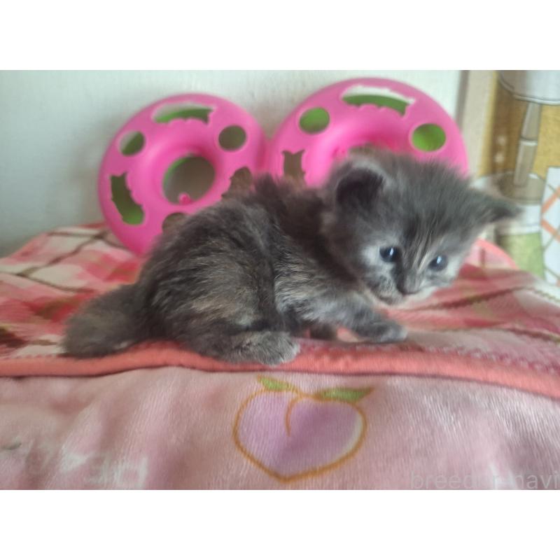 販売中の京都府のメインクーン-139732の7枚目