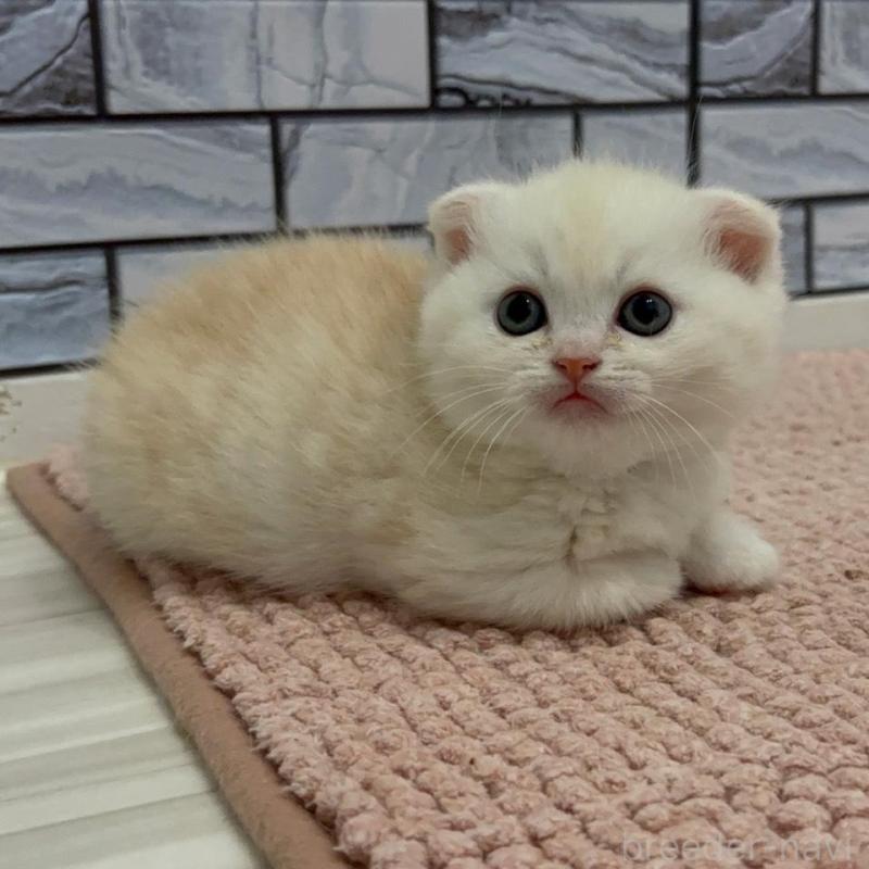 販売中の福岡県のマンチカン(短足)-140018の7枚目