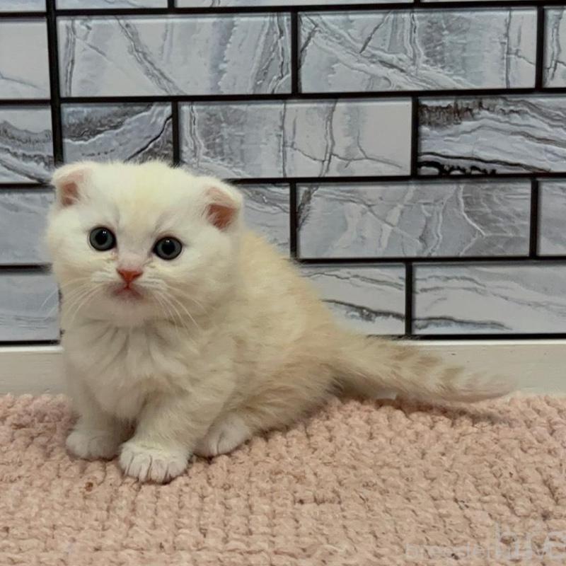 販売中の福岡県のマンチカン(短足)-140018の6枚目