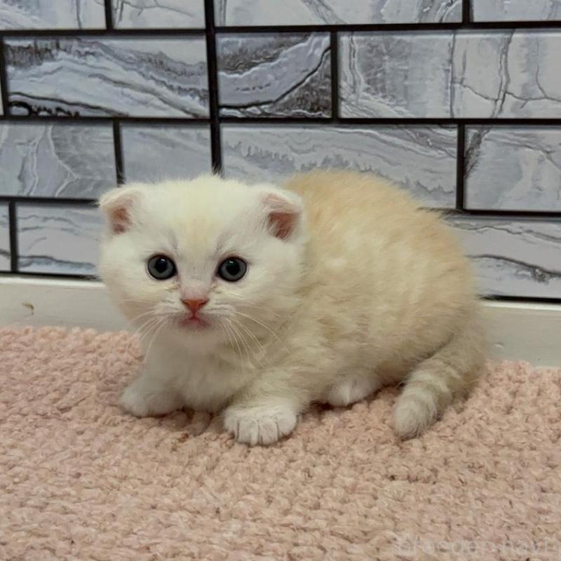 販売中の福岡県のマンチカン(短足)-140018の5枚目