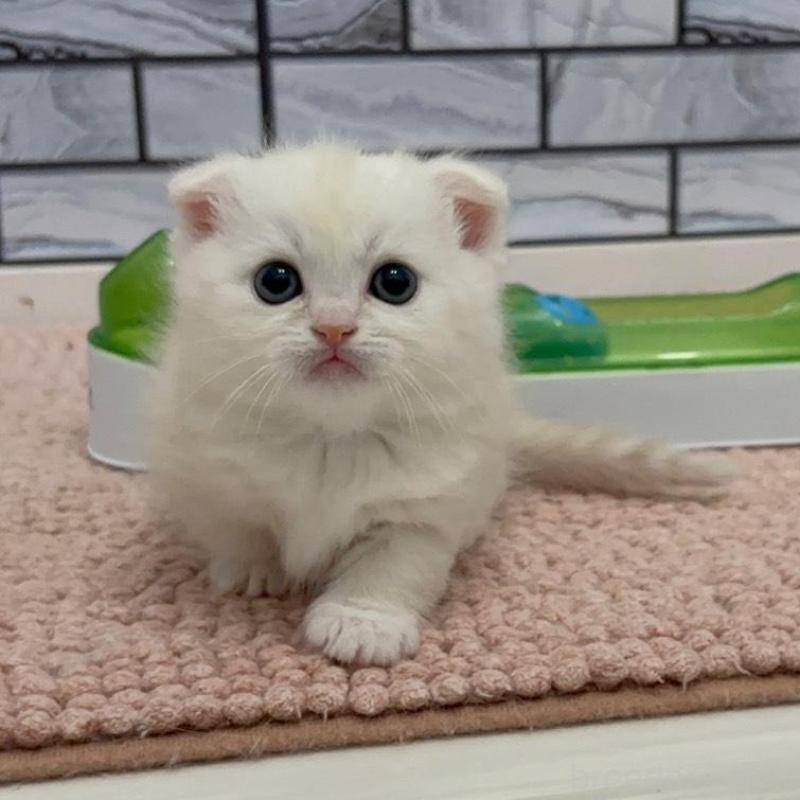 販売中の福岡県のマンチカン(短足)-140018