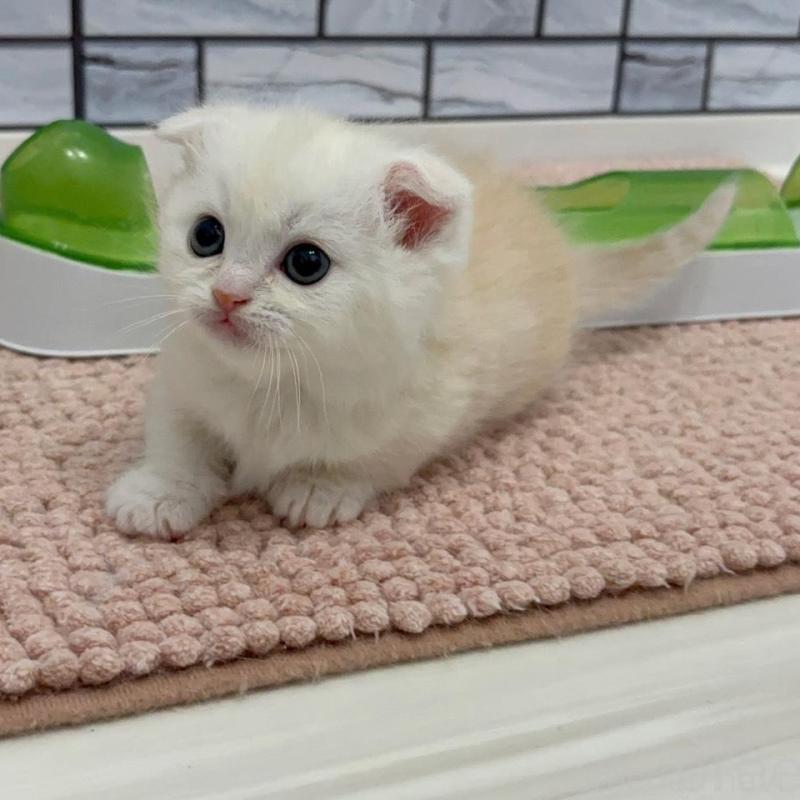 販売中の福岡県のマンチカン(短足)-140018の4枚目