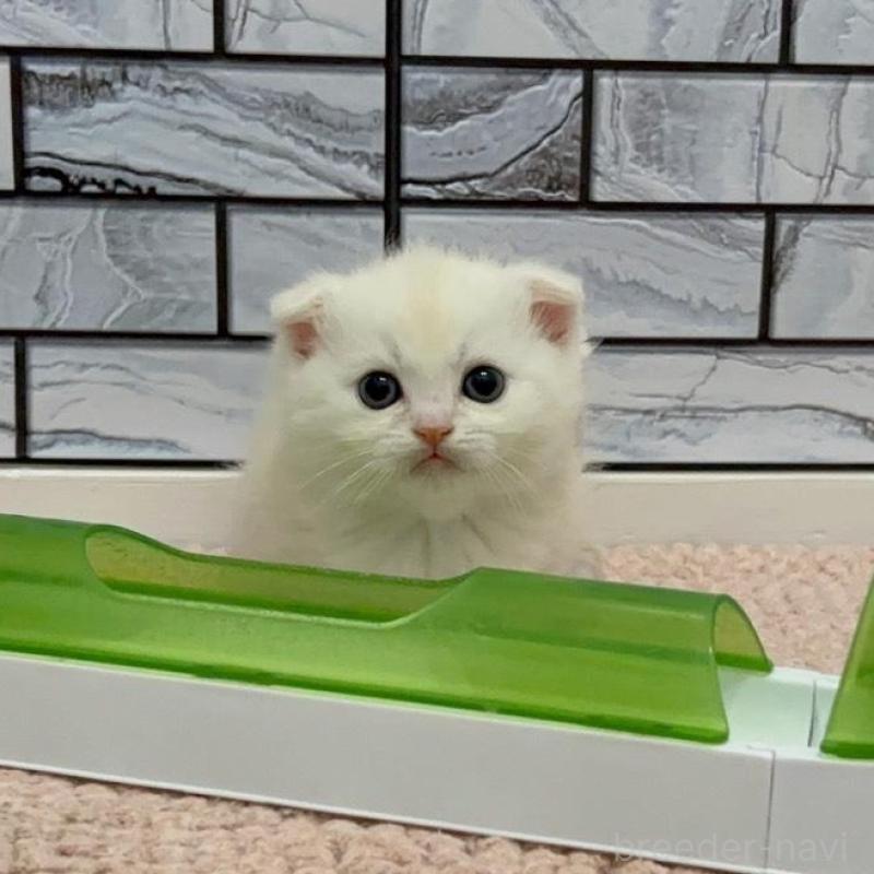 販売中の福岡県のマンチカン(短足)-140018の3枚目