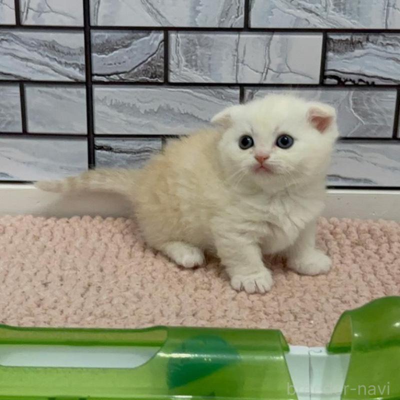 販売中の福岡県のマンチカン(短足)-140018の2枚目