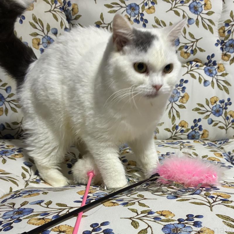 販売中の神奈川県のスコティッシュフォールド-140020の15枚目