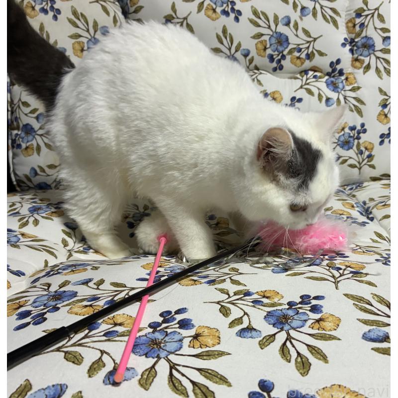 販売中の神奈川県のスコティッシュフォールド-140020の14枚目