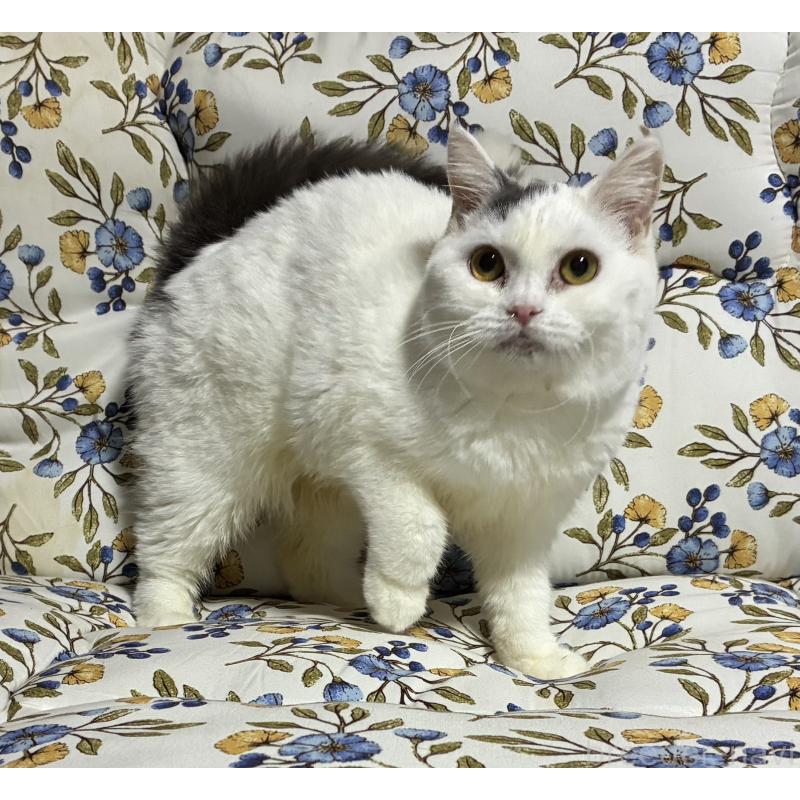 販売中の神奈川県のスコティッシュフォールド-140020の13枚目