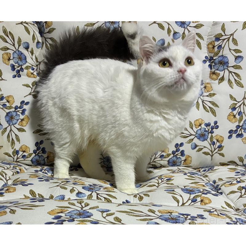 販売中の神奈川県のスコティッシュフォールド-140020の12枚目