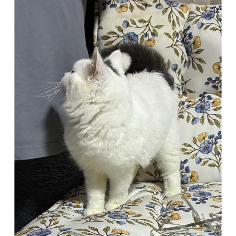 販売中の神奈川県のスコティッシュフォールド-140020の11枚目