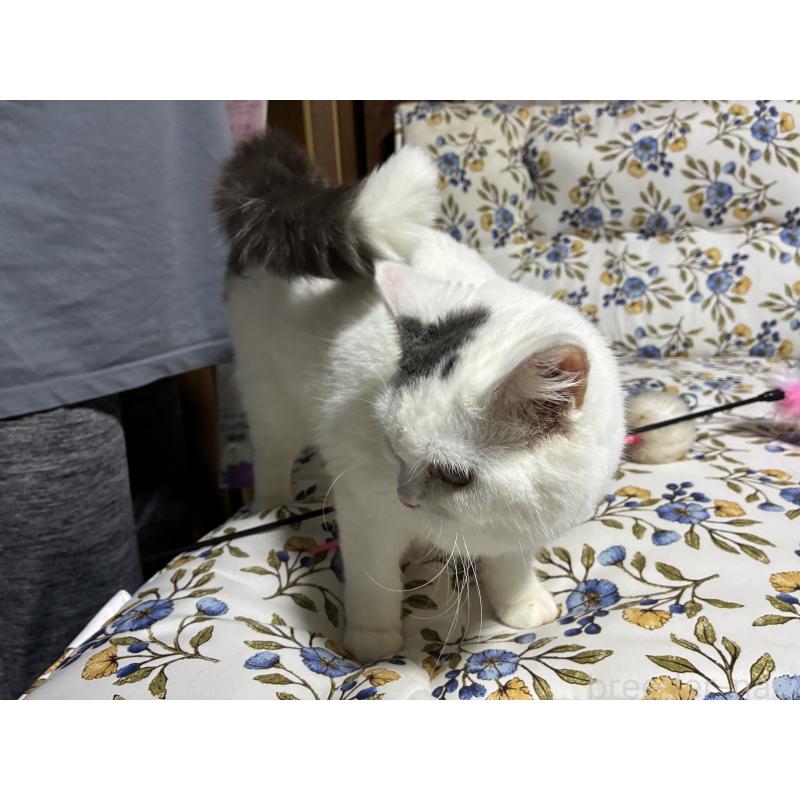 販売中の神奈川県のスコティッシュフォールド-140020の10枚目