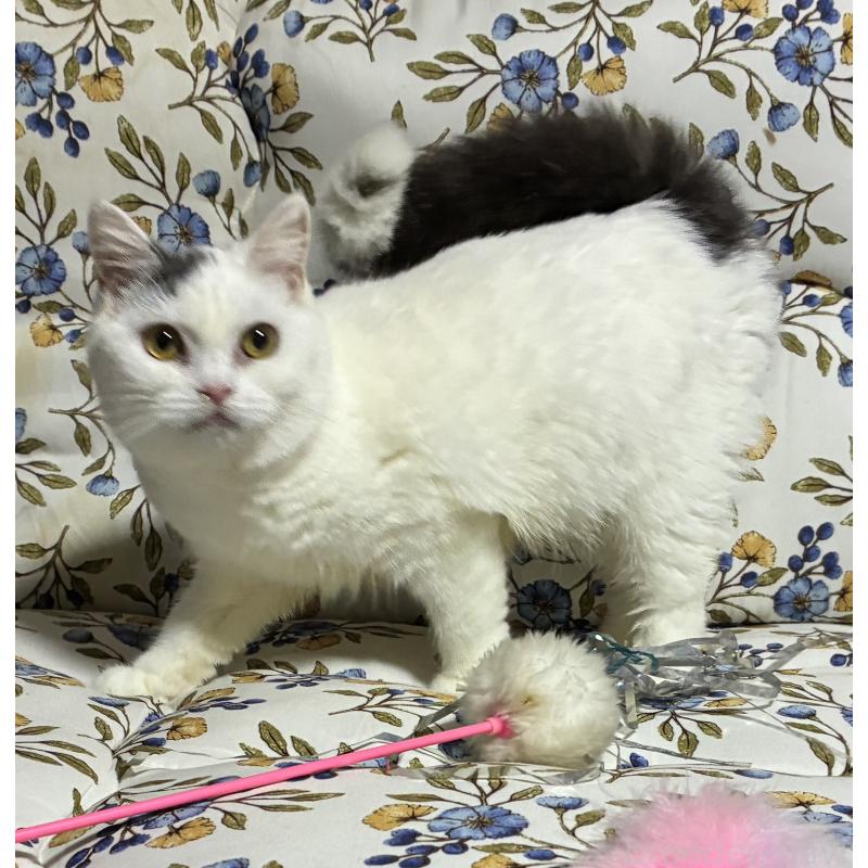 販売中の神奈川県のスコティッシュフォールド-140020の9枚目