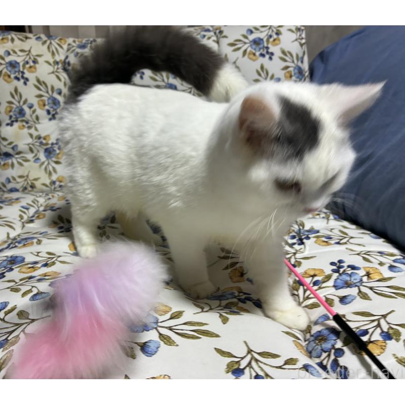 販売中の神奈川県のスコティッシュフォールド-140020の8枚目