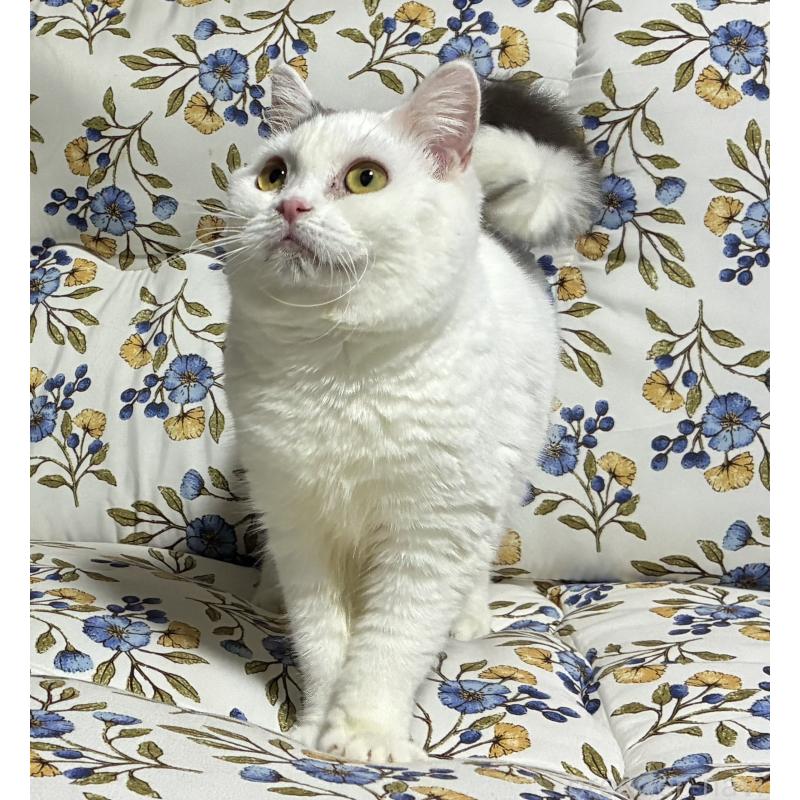 販売中の神奈川県のスコティッシュフォールド-140020の7枚目