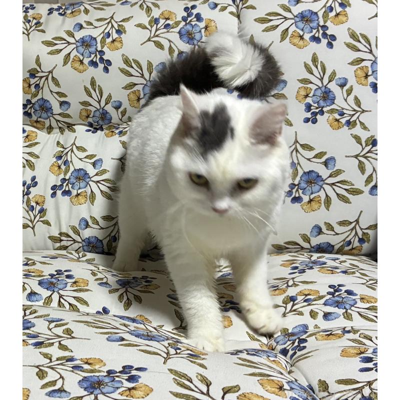 販売中の神奈川県のスコティッシュフォールド-140020の6枚目