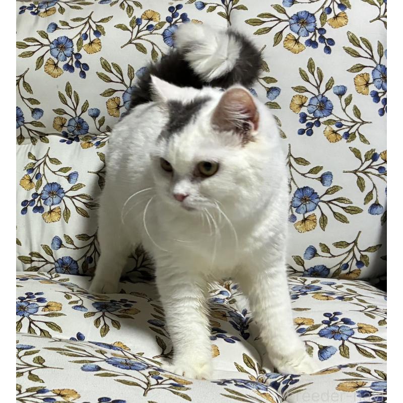 販売中の神奈川県のスコティッシュフォールド-140020の5枚目