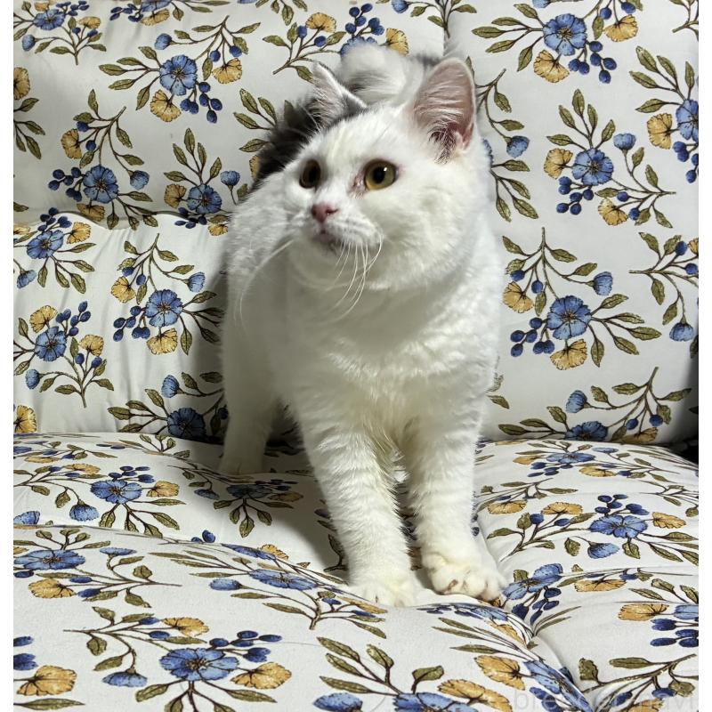 販売中の神奈川県のスコティッシュフォールド-140020の4枚目