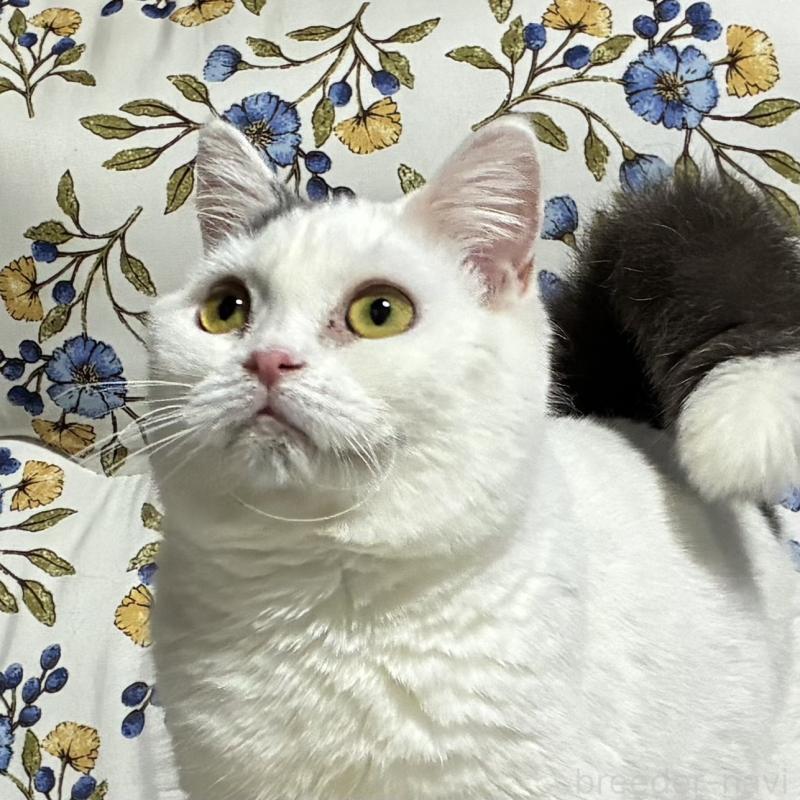 販売中の神奈川県のスコティッシュフォールド-140020の1枚目