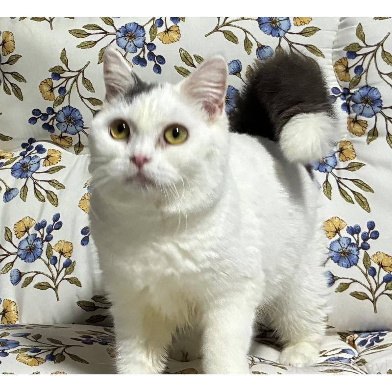 販売中の神奈川県のスコティッシュフォールド-140020の3枚目