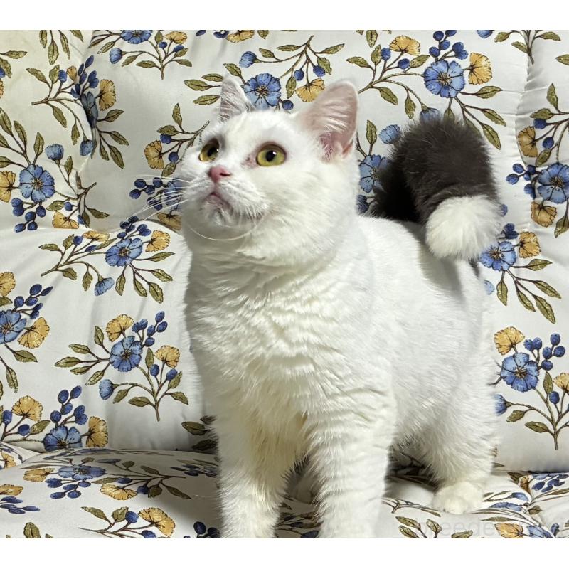 販売中の神奈川県のスコティッシュフォールド-140020の2枚目