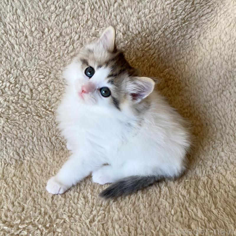 販売中の愛知県のノルウェージャンフォレストキャット-140019の8枚目