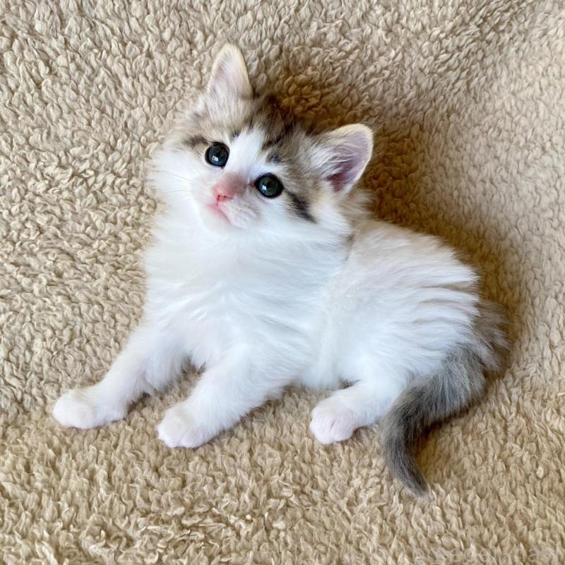 販売中の愛知県のノルウェージャンフォレストキャット-140019の1枚目