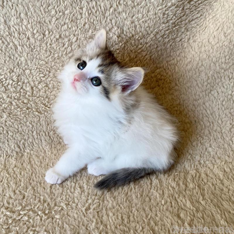 販売中の愛知県のノルウェージャンフォレストキャット-140019の7枚目