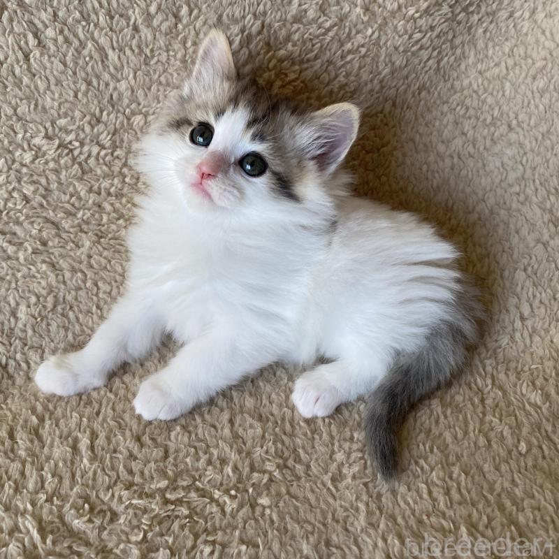 販売中の愛知県のノルウェージャンフォレストキャット-140019の6枚目