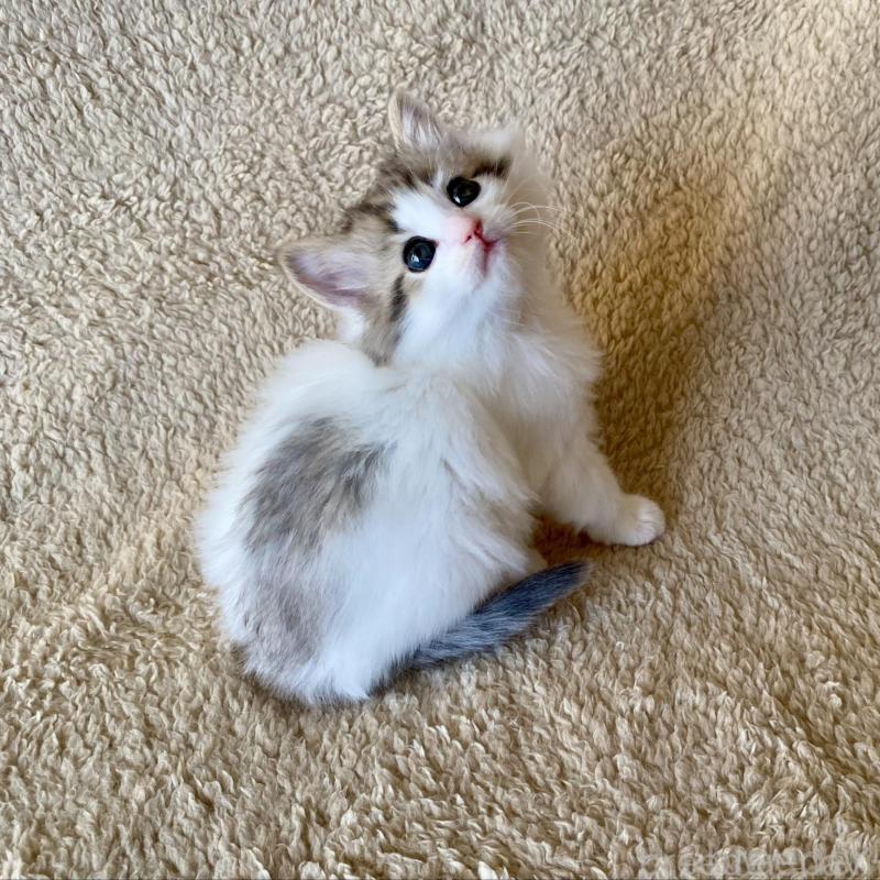 販売中の愛知県のノルウェージャンフォレストキャット-140019の5枚目