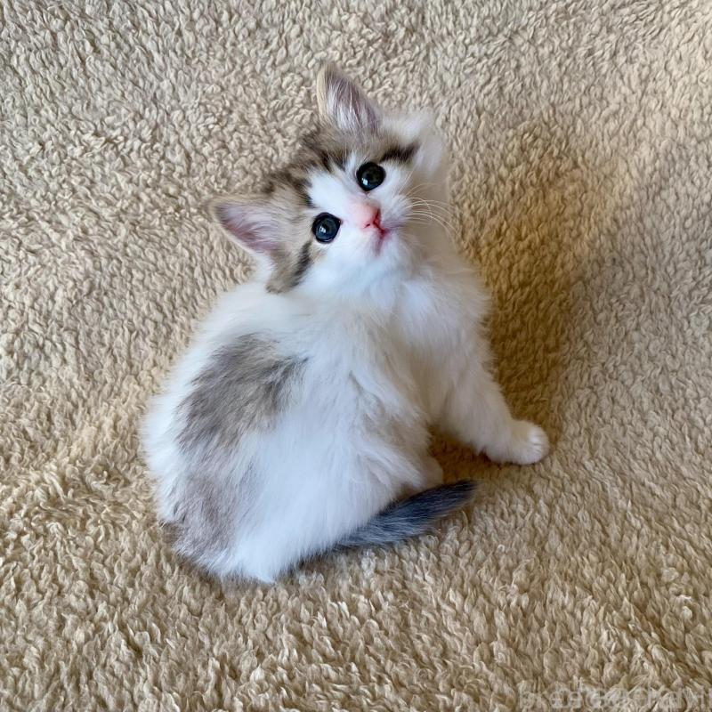 販売中の愛知県のノルウェージャンフォレストキャット-140019の4枚目