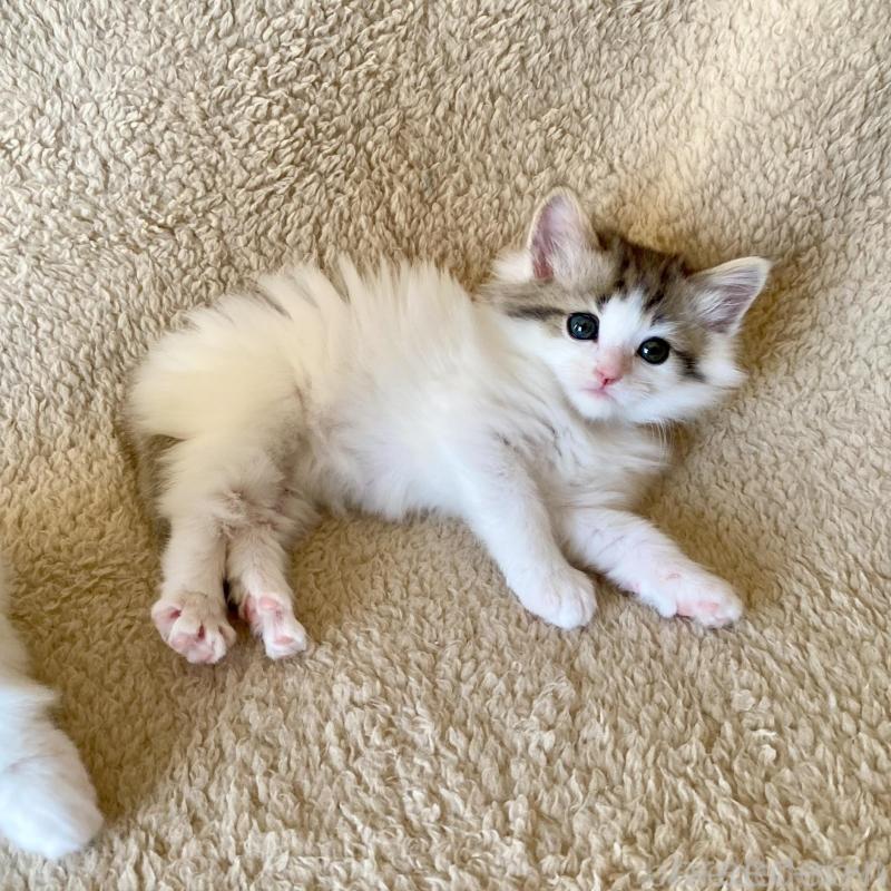 販売中の愛知県のノルウェージャンフォレストキャット-140019の3枚目