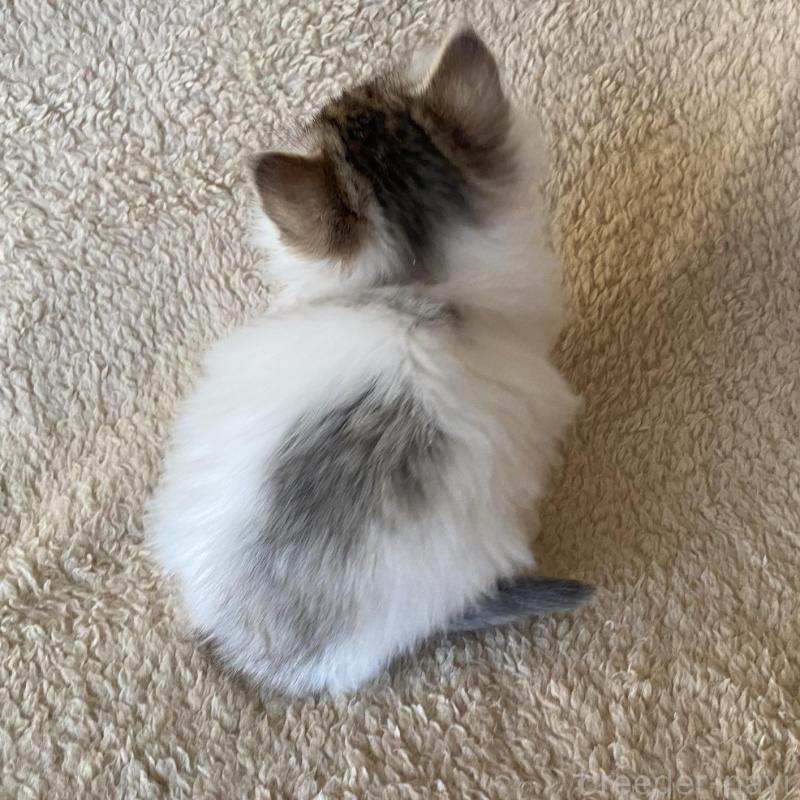 販売中の愛知県のノルウェージャンフォレストキャット-140019の2枚目