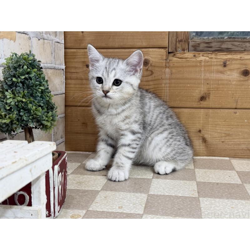 販売中の福岡県のマンチカン-140021の1枚目