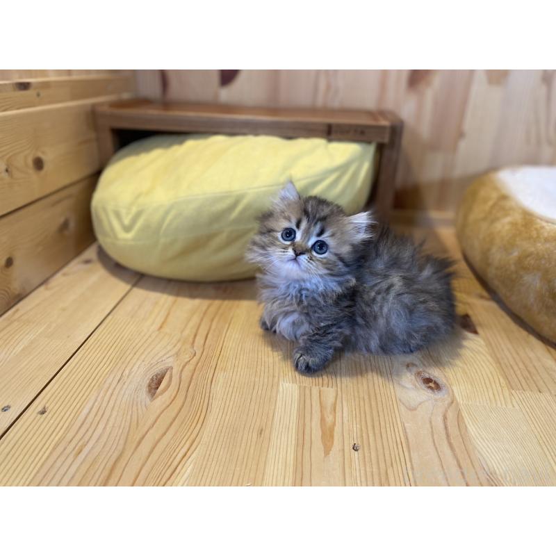 販売中の長野県のミヌエット(短足)-140022の10枚目