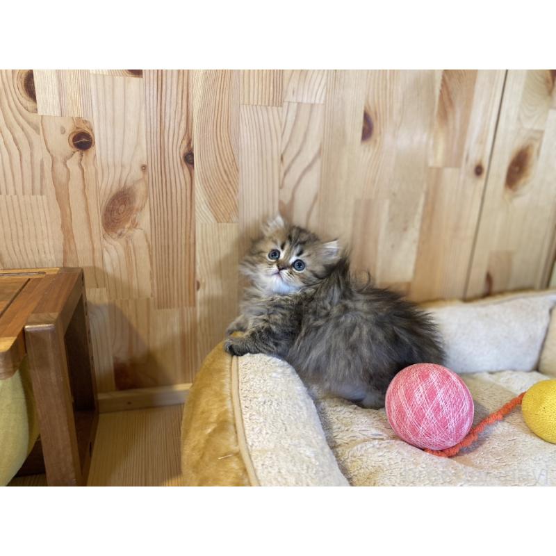 販売中の長野県のミヌエット(短足)-140022の9枚目