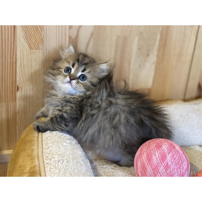 販売中の長野県のミヌエット(短足)-140022の8枚目