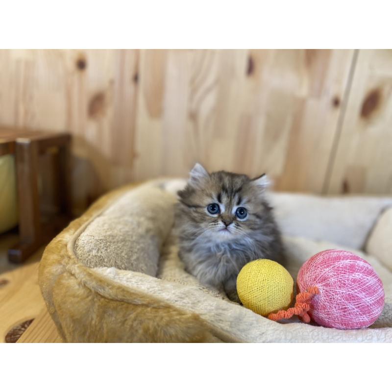 販売中の長野県のミヌエット(短足)-140022の6枚目