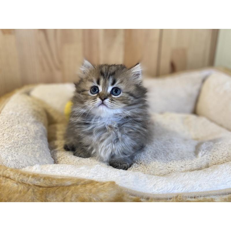 販売中の長野県のミヌエット(短足)-140022の7枚目