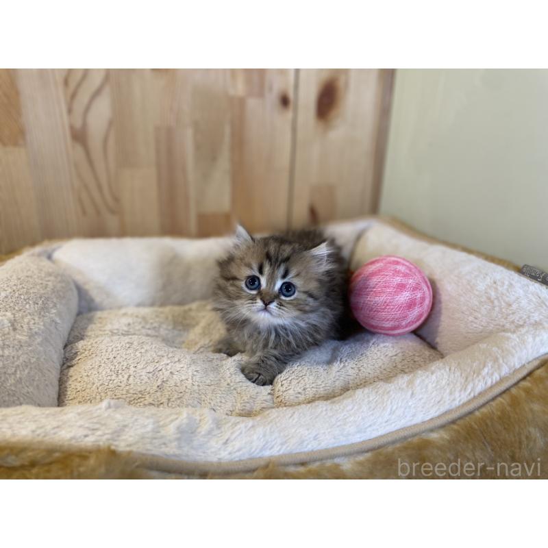 販売中の長野県のミヌエット(短足)-140022の5枚目