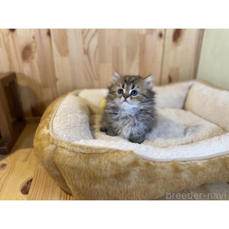 販売中の長野県のミヌエット(短足)-140022の4枚目