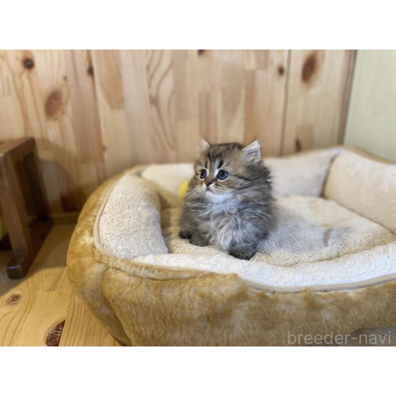 販売中の長野県のミヌエット(短足)-140022の2枚目