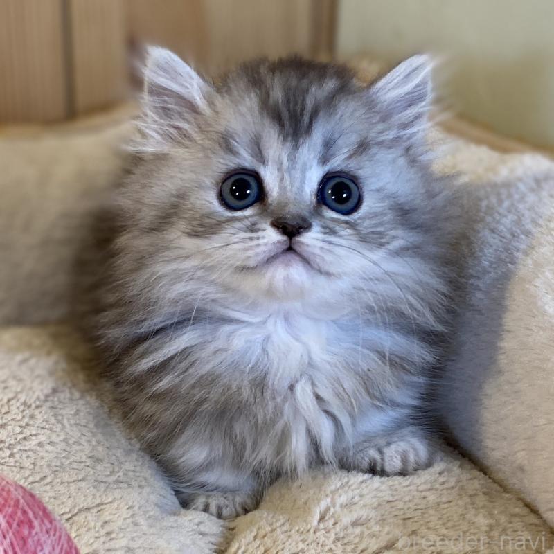 販売中の長野県のミヌエット(短足)-140023