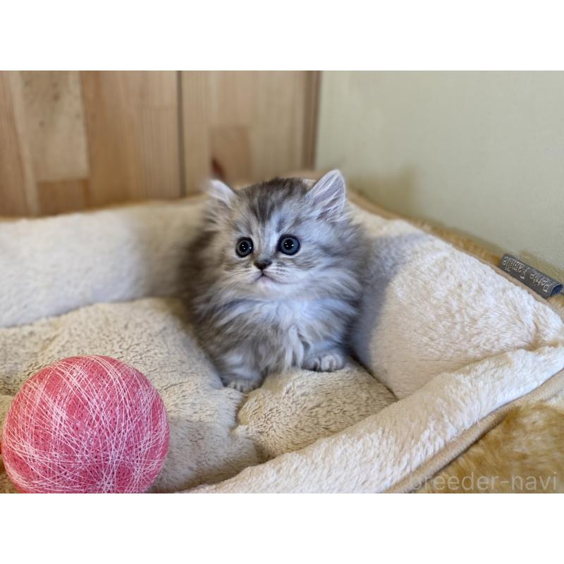 販売中の長野県のミヌエット(短足)-140023の10枚目